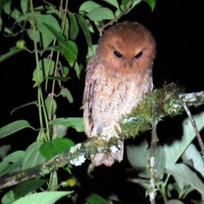 Rufescent Screech Owl / Petit-duc de Salvin /  Megascops ingens