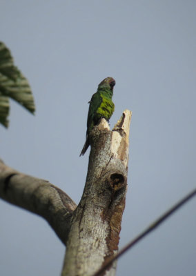 Chestnut-fronted Macaw / Ara vert / Ara severus
