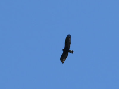 Zone-tailed Hawk / Buse  queue barre / Buteo albonotatus