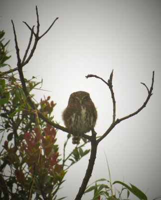 Yungas Pygmy-Owl / Chevechette des Yungas