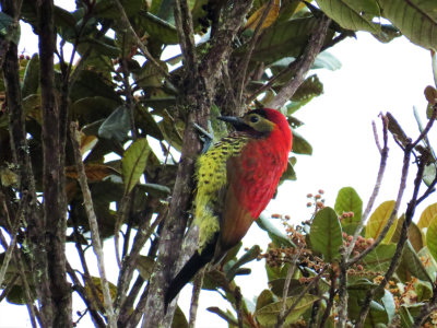 Crimson-mantled Woodpecker / Pic de Rivoli