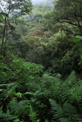 Sur la route du Parc national de Manu