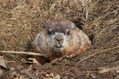 Marmotte commune / Woodchuck