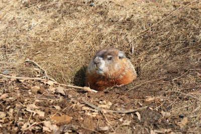 Marmotte commune / Woodchuck