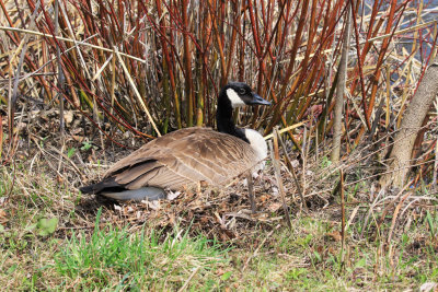 Bernache du canada / Canada Goose