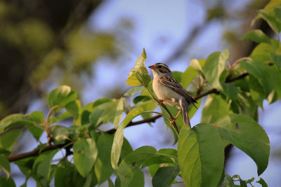 Bruant des plaines / Clay-colored Sparrow