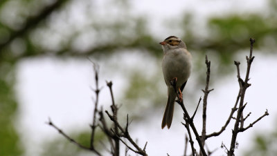 Bruant des plaines / Clay-colored Sparrow
