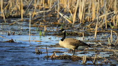 Bernache du canada / Canada Goose