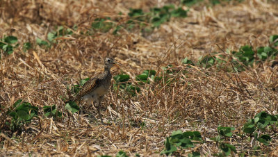 Maubche des champs / Upland Sand piper