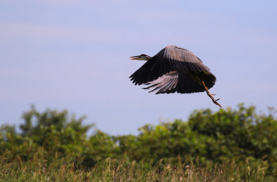 Grand hron / Great Blue Heron