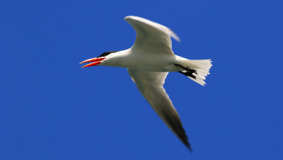 Sterne caspienne / Caspian Tern