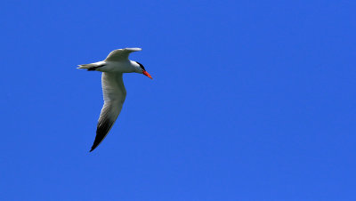 Sterne caspienne / Caspian Tern