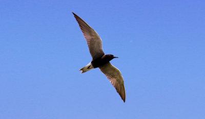 Guifette noir / Black Tern