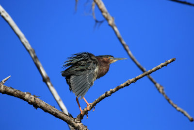 Hron vert / Green Heron