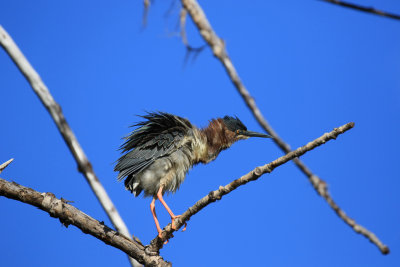 Hron vert / Green Heron