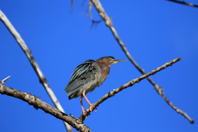 Hron vert / Green Heron