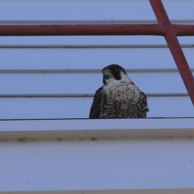 Faucon plerin / Peregrine Falcon / Falco peregrinus