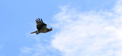 Balbuzard pcheur / Osprey / Pandion haliaetus