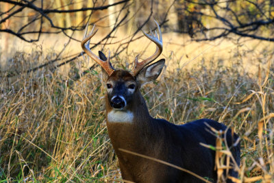 Cerf de virginie / White-tailled Deer