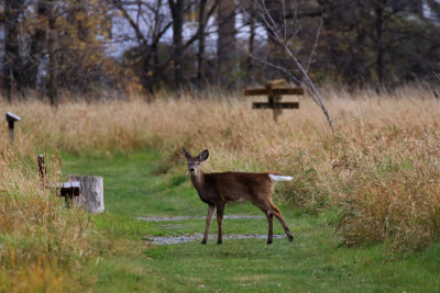 Cerf de virginie / White-tailled Deer