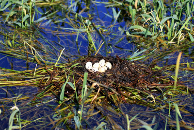 Nid de Grbe  bec bigarr / Nest Pied-Billed Grebe