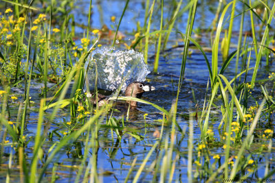 Grbe  bec bigarr / Pied-Billed Grebe