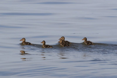 Canard souchet / Northern Shovelleer