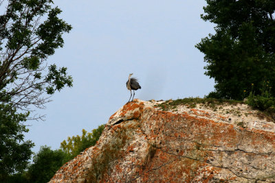 Grand hron / Great Blue Heron