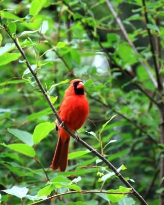 Cardinal-Rouge / Northern Cardinal