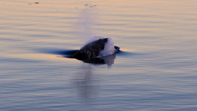 Petit rorqual / Minke Whale