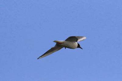 Mouette de Bonaparte / Bonaparte's Gull