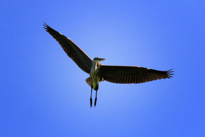 Grand hron / Great Blue Heron