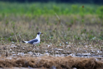 Mouette de Franklin / Franklin's Gull