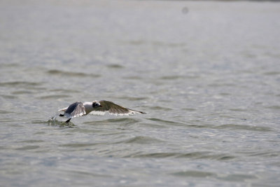 Mouette de Franklin / Franklin's Gull