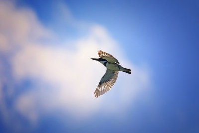 Martin-pcheur d'Amrique / Belted Kingfisher