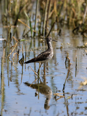 Petit chevalier / Lesser Yellowlegs