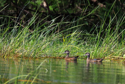 Canard branchu / Wood Duck