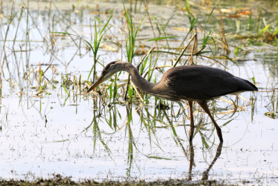 Grand hron / Great Blue Heron