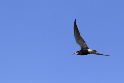 Guifette noir / Black Tern
