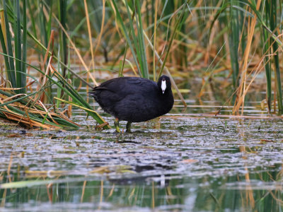 Foulque d'Amrique / American Coot