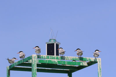 Sterne Pierregarin / Common Tern