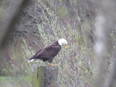 Pygargue  tte blanche / Bald Eagle / Haliaeetus leucocephalus