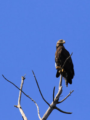 Pygargue  tte blanche / Bald Eagle / Haliaeetus leucocephalus