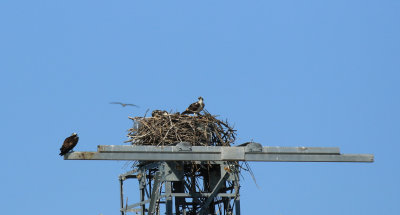 Balbuzard pcheur / Osprey / Pandion haliaetus