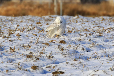 Harfang des neige / Snowy Owl / Bubo scandiacus