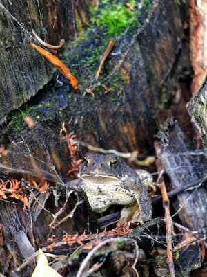 CRAPAUD D'AMRIQUE / American Toad Anaxyrus / (Bufo) americanus americanus