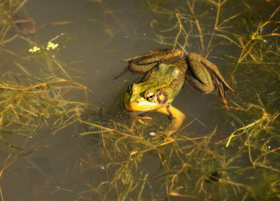 GRENOUILLE VERTE / Green Frog Lithobates / (Rana) clamitans melanota
