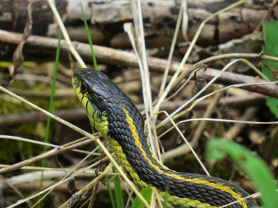 COULEUVRE RAYE / Common Garter Snake / Thamnophis sirtalis