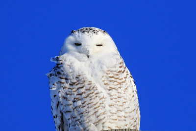 Harfang des neige / Snowy Owl / Bubo scandiacus
