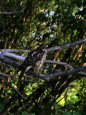 Petit Buse / Broad-winged Hawk / Buteo platypterus